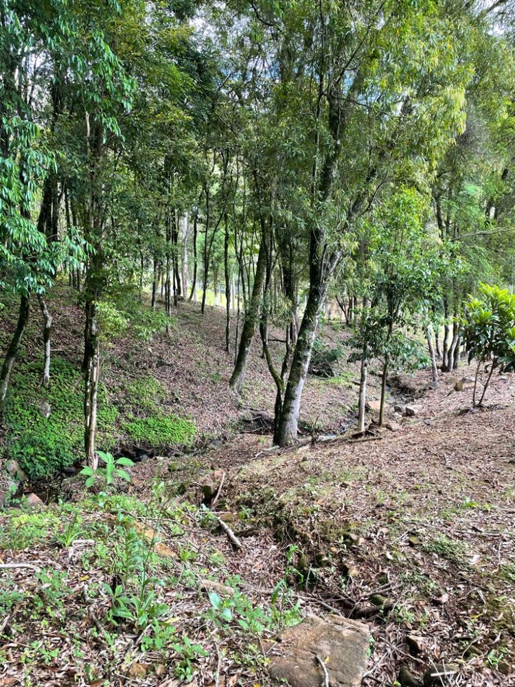 Chácara - Venda - Segundo Distrito - Farroupilha - RS